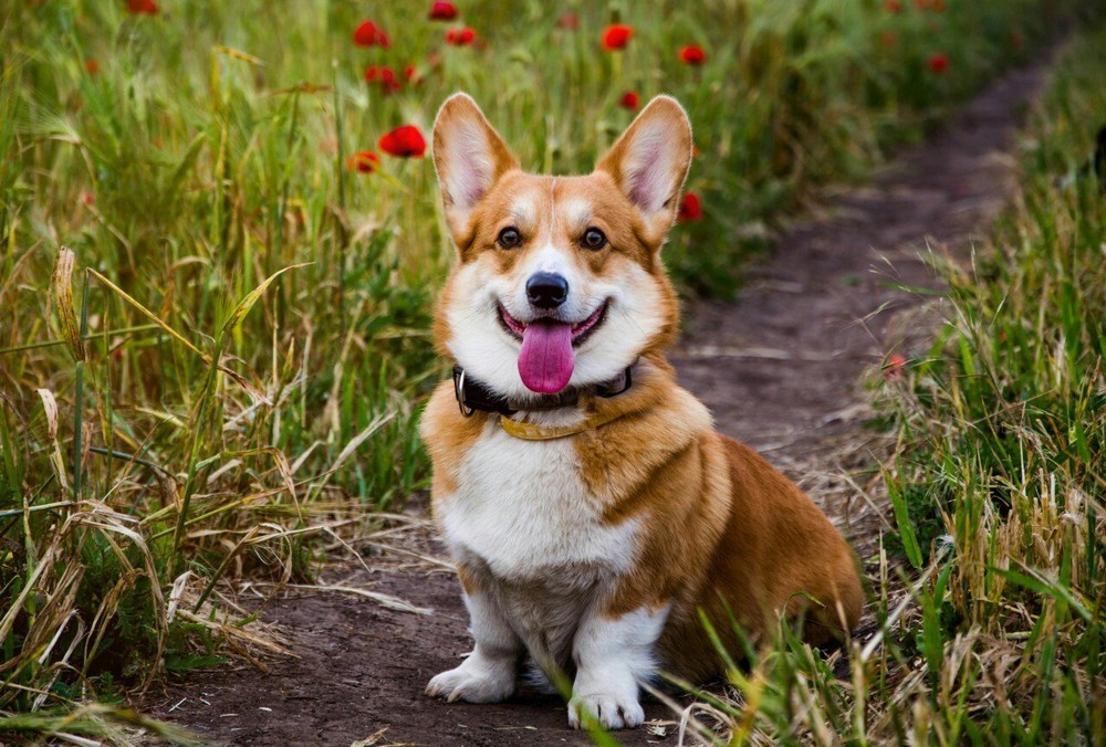 Домашний питомец