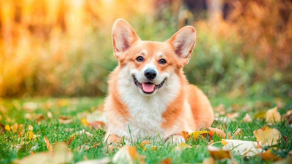 Как выглядит корги