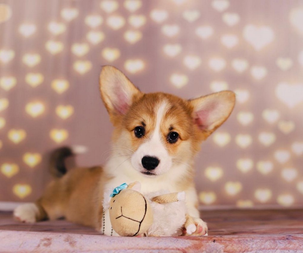 Малыш корги