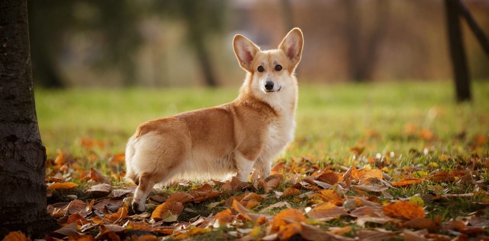 Осенняя прогулка