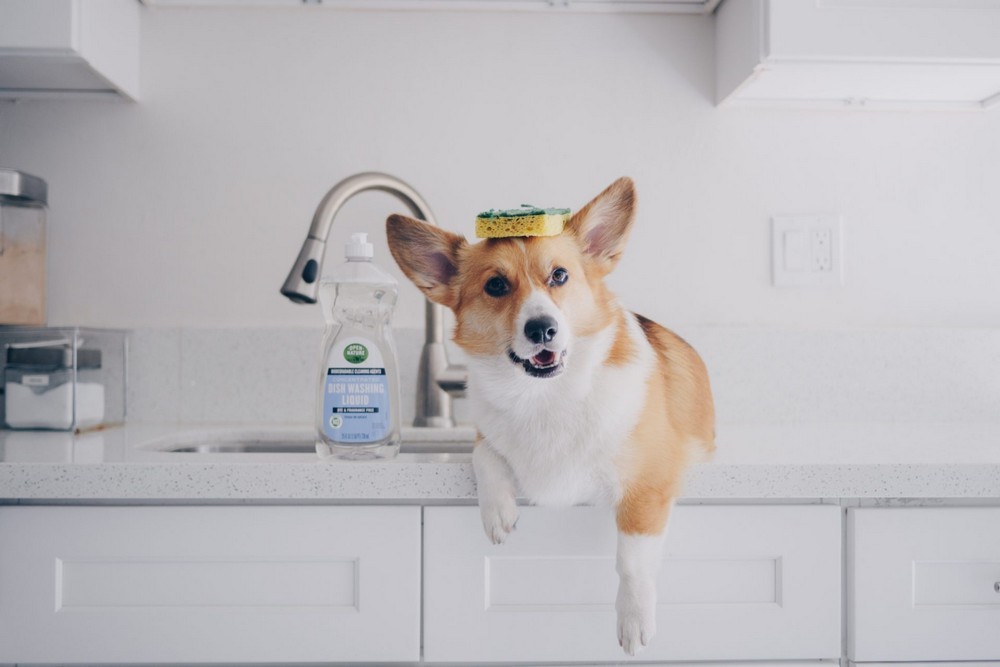 Собака в доме