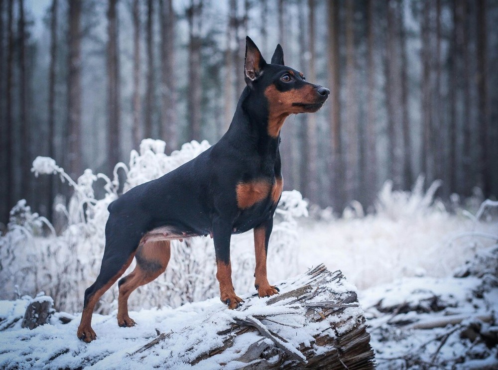 Цвергпинчер