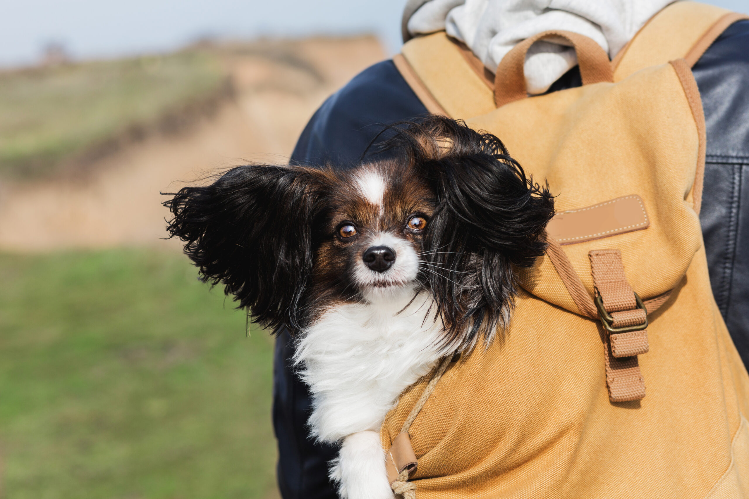 Close up portrait of cute young dog breed papillon with big  windy ears sitting in backpack , mountain background.