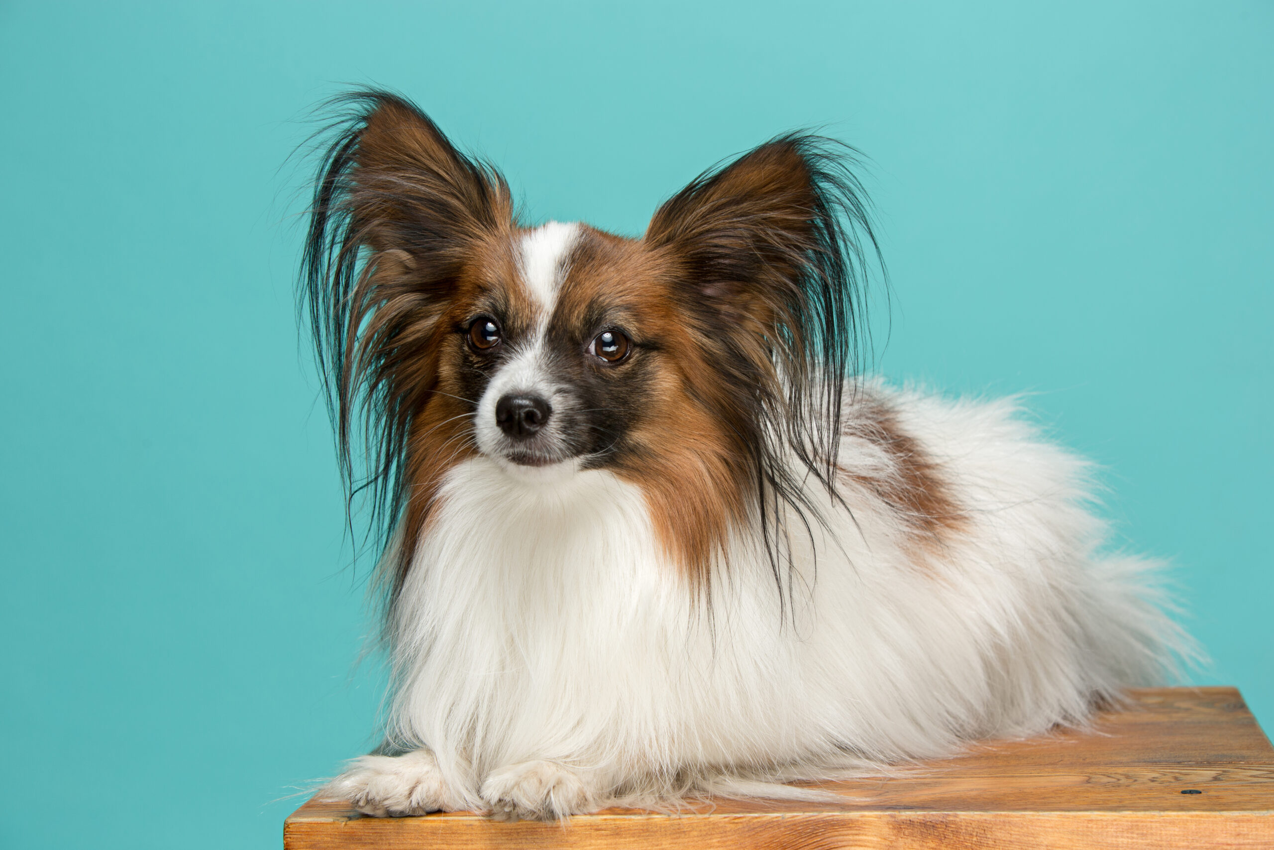 Studio portrait of a small yawning puppy Papillon on blue background