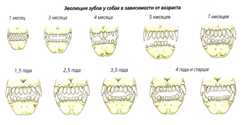 определение возраста собаки по зубам
