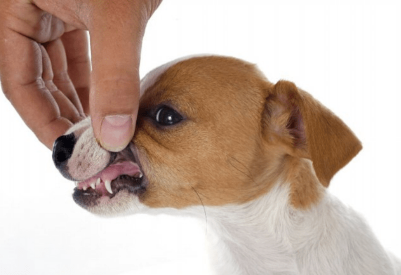 смена зубов у собак в каком возрасте