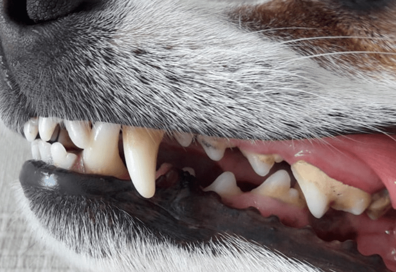 коренные зубы собак