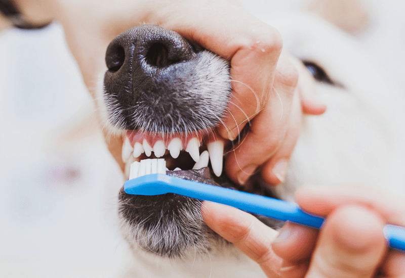 правила ухода за зубами собак