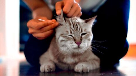 Как правильно чистить уши кошке и ухаживать за ними