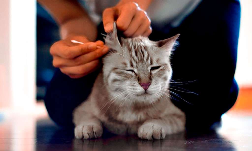 Как правильно чистить уши кошке и ухаживать за ними