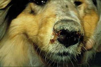 Чумка у собак: первые признаки, симптомы и лечение в домашних условиях