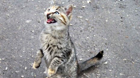 Чумка у кошки (панлейкопения): симптомы и лечение