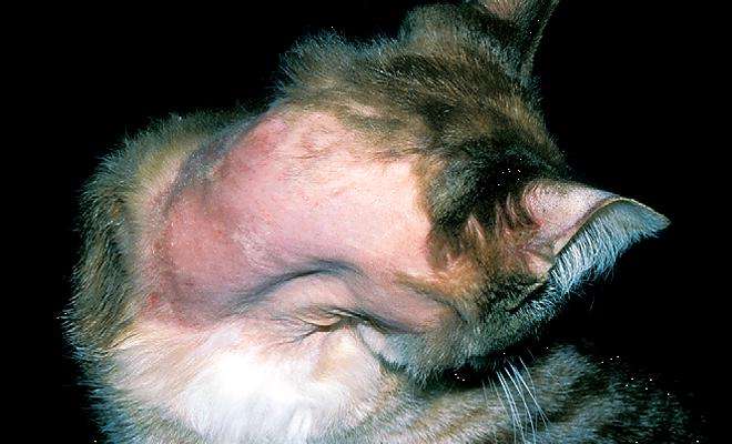 Подкожные клещи у кошки (Демодекоз). Причины, симптомы и лечение