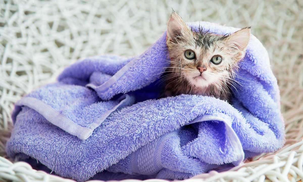 Как правильно мыть кота: без стресса и царапин