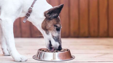 Правильное кормление собаки. Подбор питания и рекомендации ветеринара