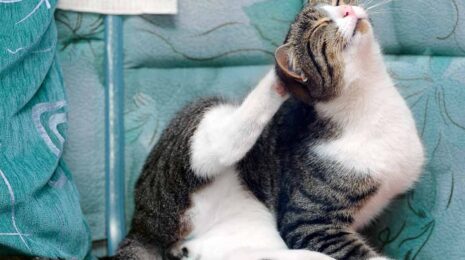 Ушные клещи у кошек: Эффективное лечение отодектоза