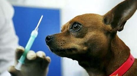 Вакцинация животных:? советы ветеринара и ответы на вопросы