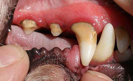 Животная стоматология. Заболевания органов ротовой полости