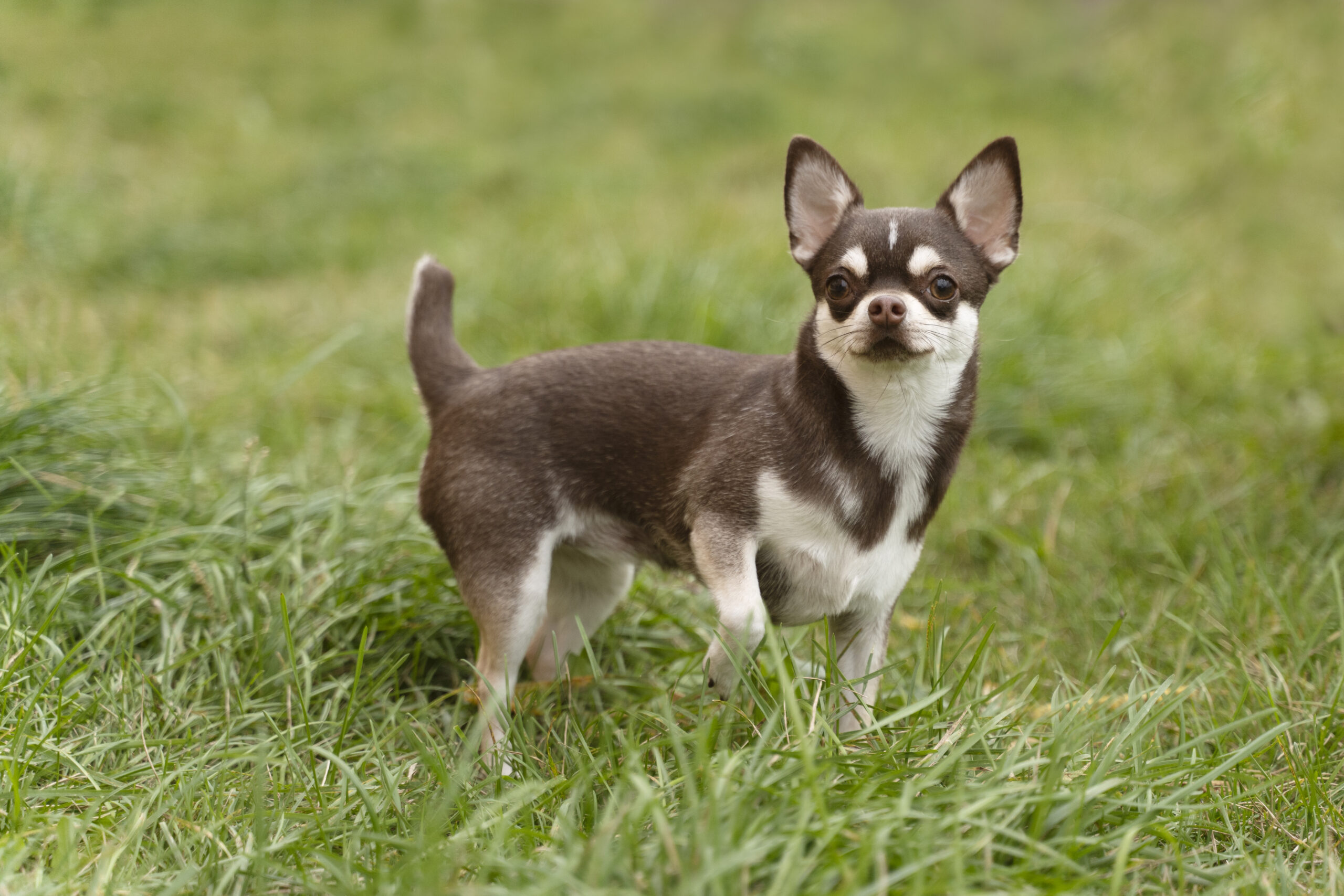 adorable-chihuahua-dog-outside-grass