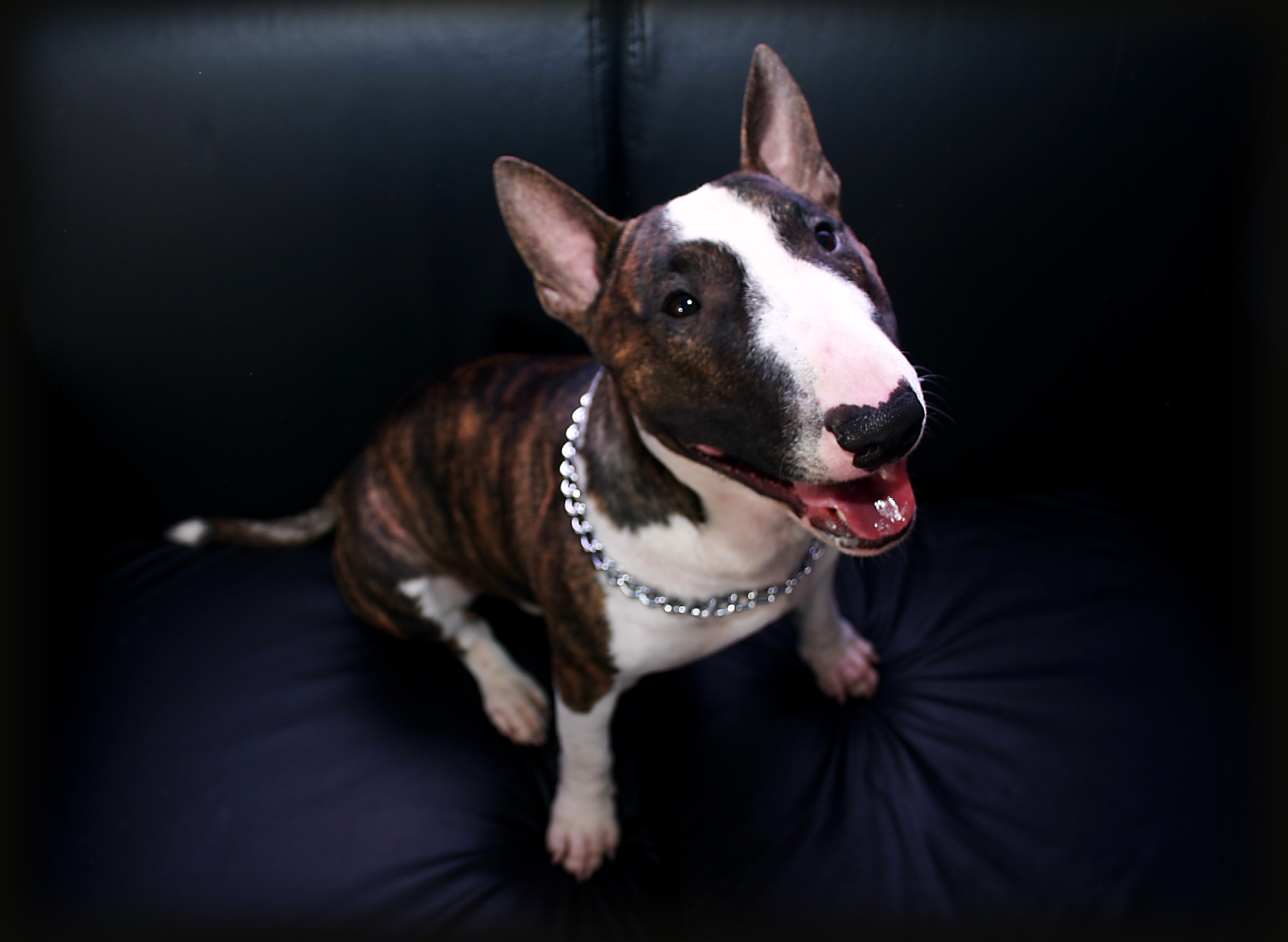 bull-terrier-on-couch-2-1579562