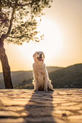 Продолжительность жизни собак породы золотистый ретривер