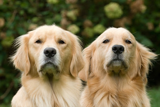 Продолжительность жизни собак породы золотистый ретривер
