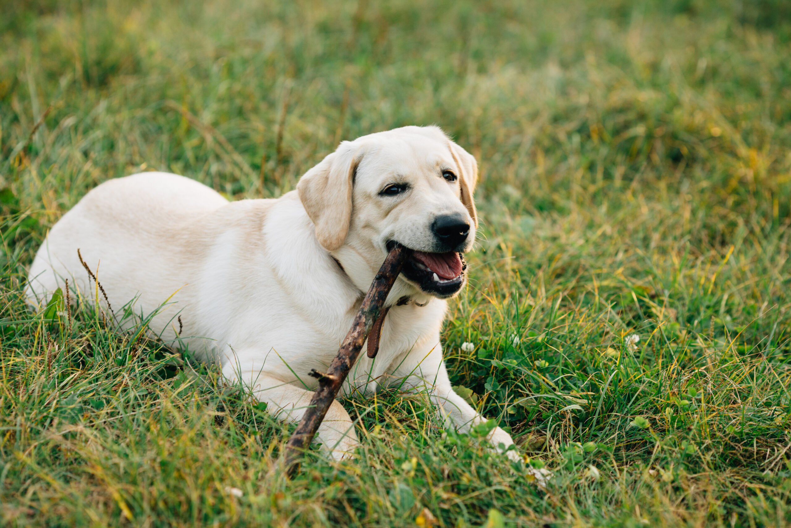 Dog Labrador retriever lying on grass chews stick
