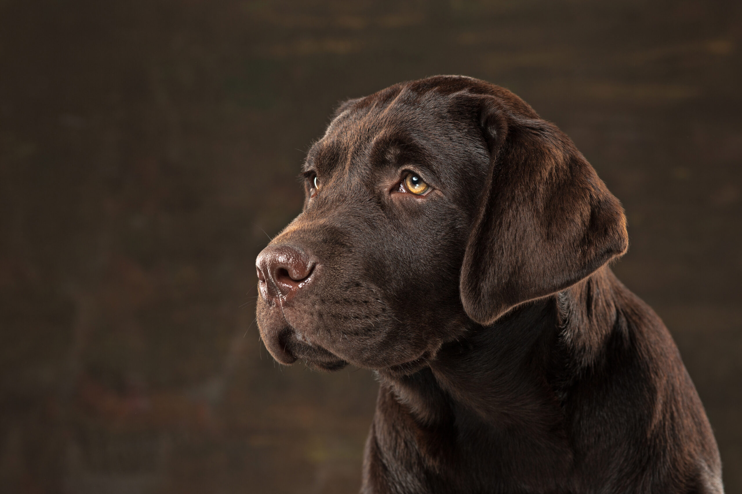 A portrait of a black Labrador dog taken against a black backdrop at studio.