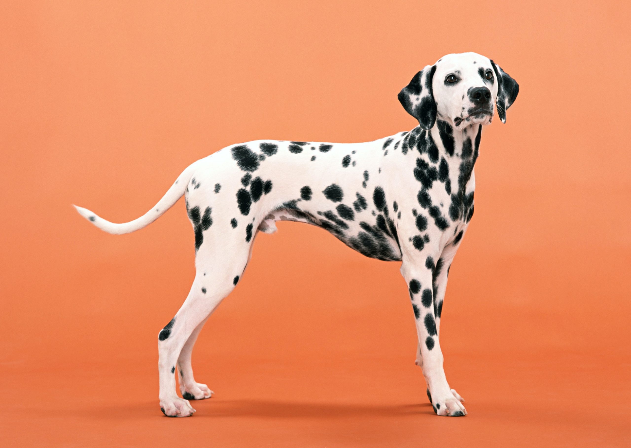 Рассмотрите фотографию собаки породы далматин. Порода собак Далматин. Порода дог далматинец. Далматин собака. Пятнистая собака порода далматинец.
