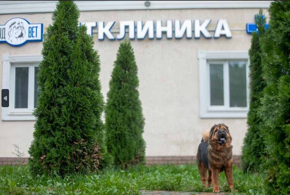 Гудвет Новогиреево. Эмблема ветеринарной клиники. Гуд вет.