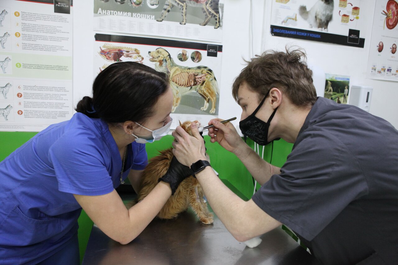 биовет домодедовская. биовет тульская. биовет митино. биовет домодедовская. биовет домодедовская.