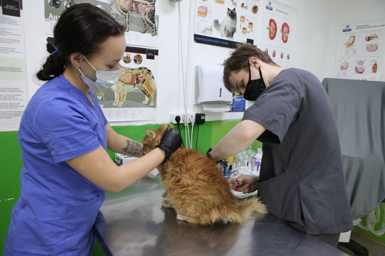 Биовет спортивная